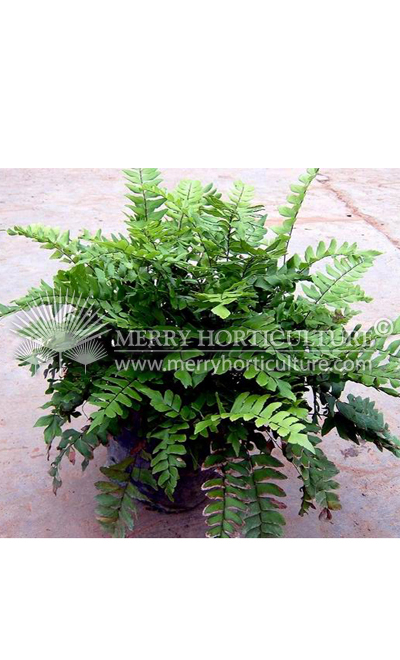 Nephrolepis Macho